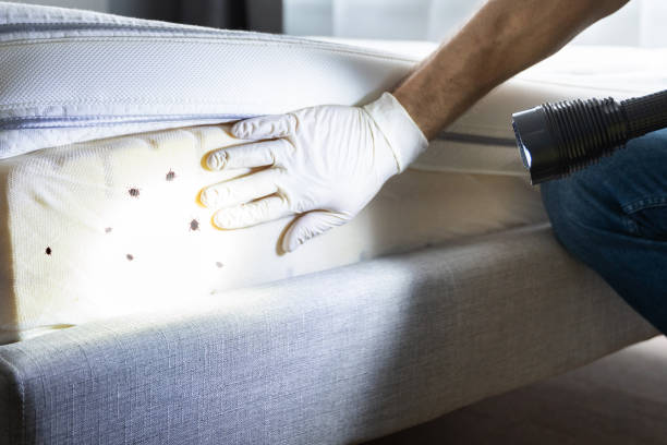 Best Local Pest Control Services  in Benld, IL
