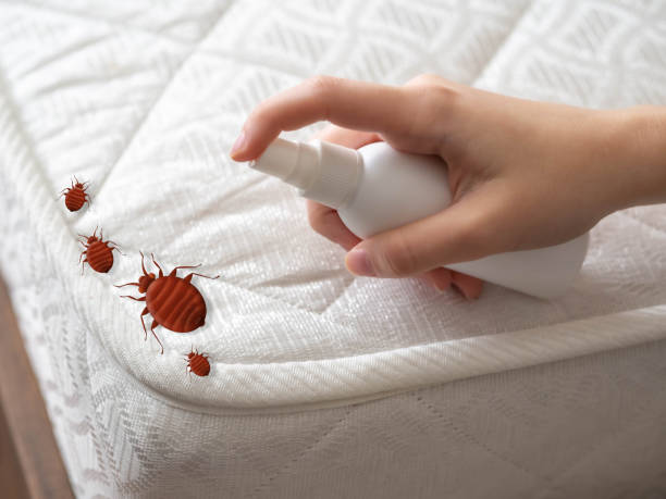 Best Flea Control Services  in Benld, IL