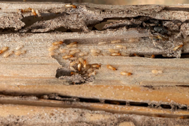 Best Emergency Pest Control  in Benld, IL